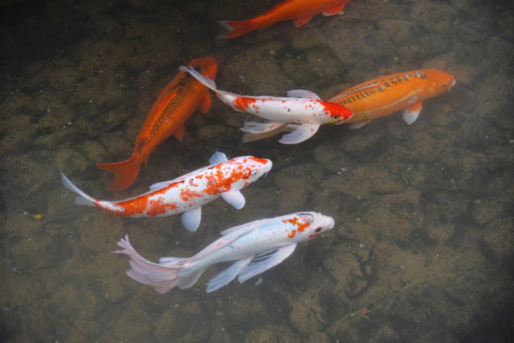 浙江宁海最有气节的古镇,百年间能人辈出,连水中锦鲤都逆流而上_腾讯