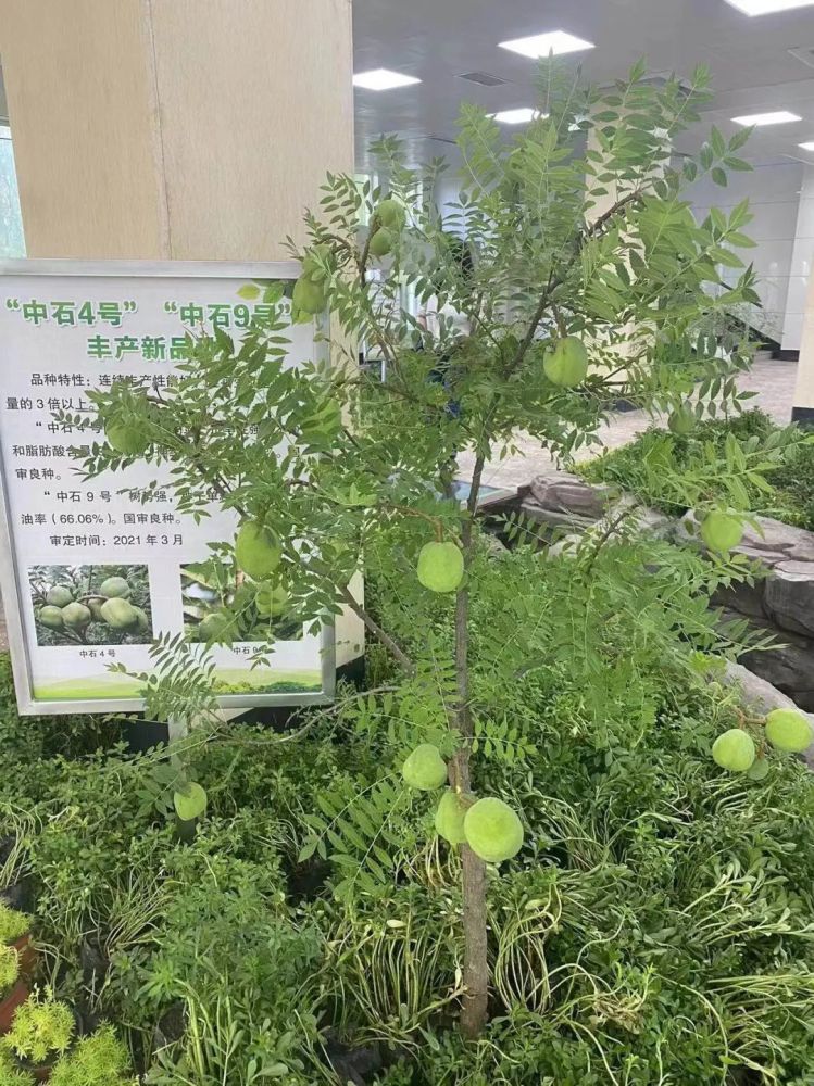 我国首家规模化规范化文冠果良种繁育中心落子保定_腾讯新闻