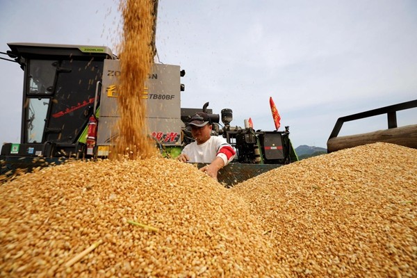 驻马店:麦浪翻滚 满目金黄 夏粮丰收在望