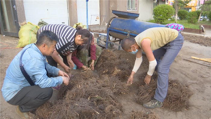 安圖縣黑土地裡的金疙瘩幫助百姓賺俏錢