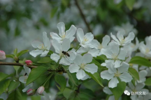 趙州梨花開徵文梨園花鳥圖