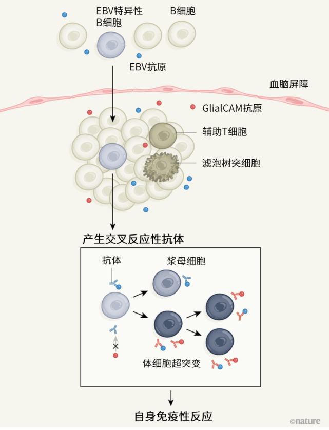 eb病毒结构示意图图片