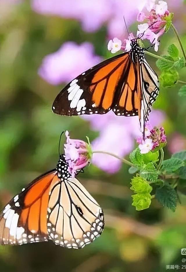 送君一群花蝴蝶_腾讯新闻