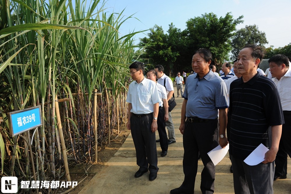 中国农业发展集团到基地调研交流合作,陈如凯教授陪同在陈如凯教授