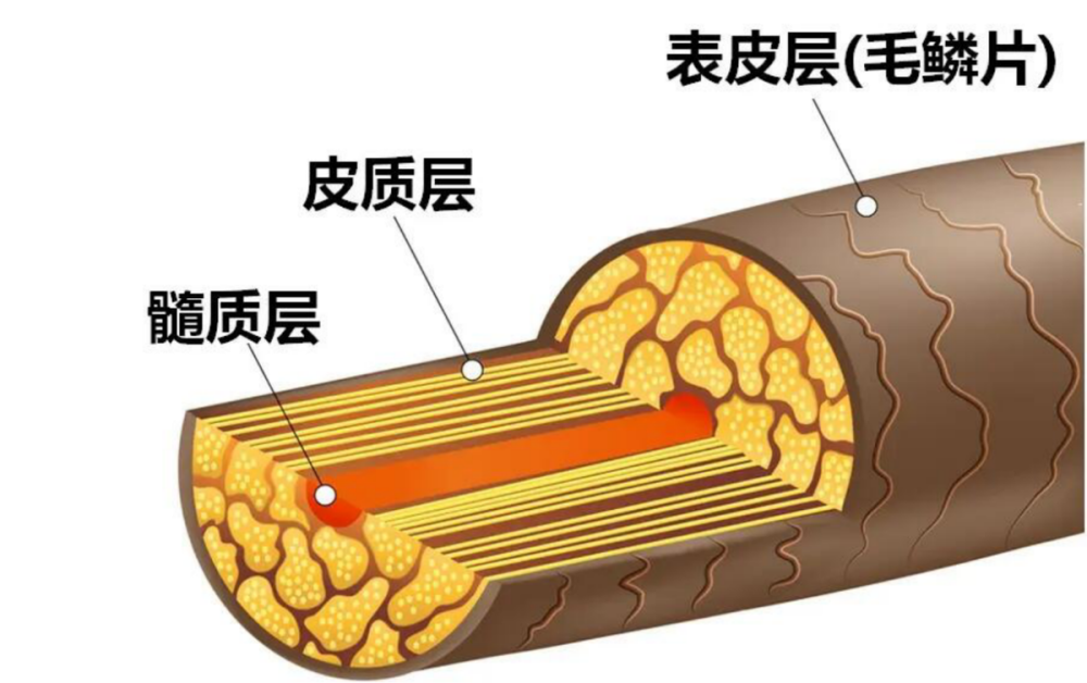 鬃毛颜色浅,对象看不上?广州1雄狮给自己换发型,理了个齐刘海插图4