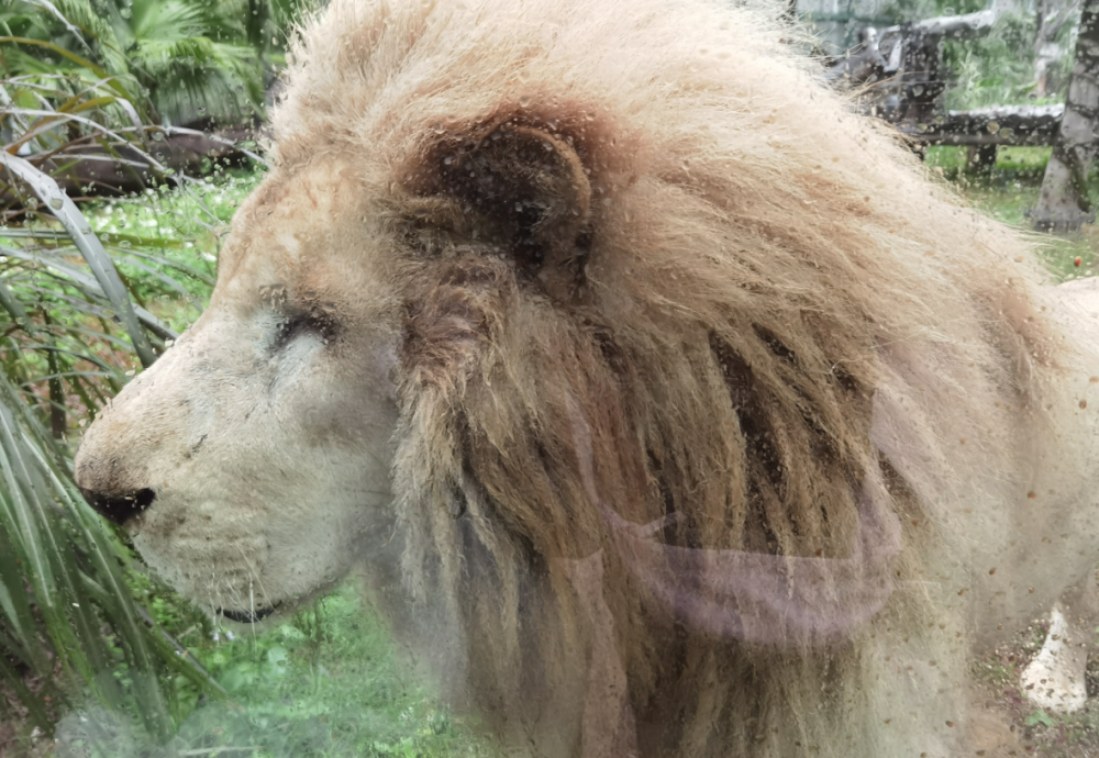 鬃毛颜色浅,对象看不上?广州1雄狮给自己换发型,理了个齐刘海插图1