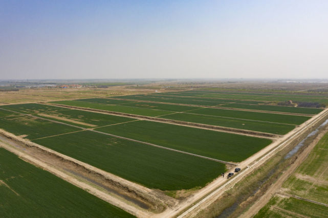 通過集成推廣物理 生物 農藝多重改良措施,深入開展鹽鹼地治理,提高