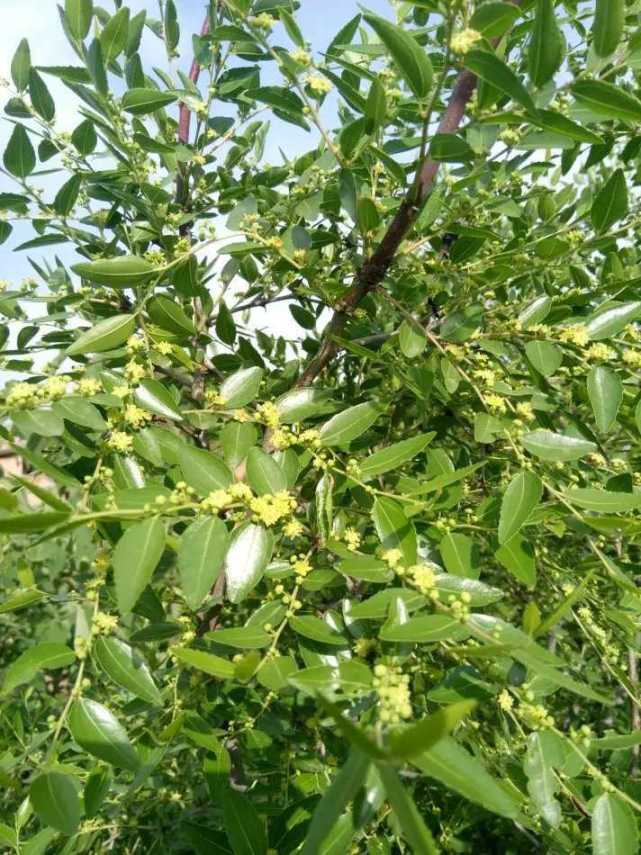 青未了｜枣花_腾讯新闻
