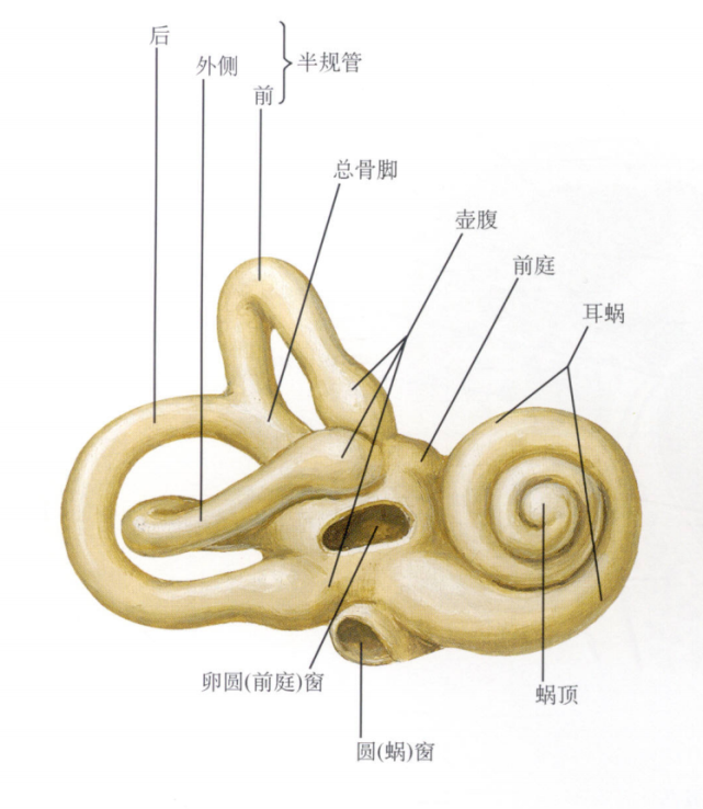 奈特解剖图谱骨迷路与膜迷路的解剖及其在颅内的定位