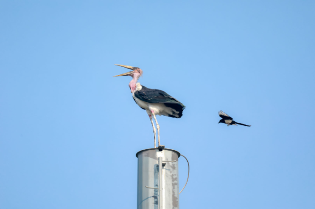 体型大,嘴长,腿长……这是一只什么鸟?