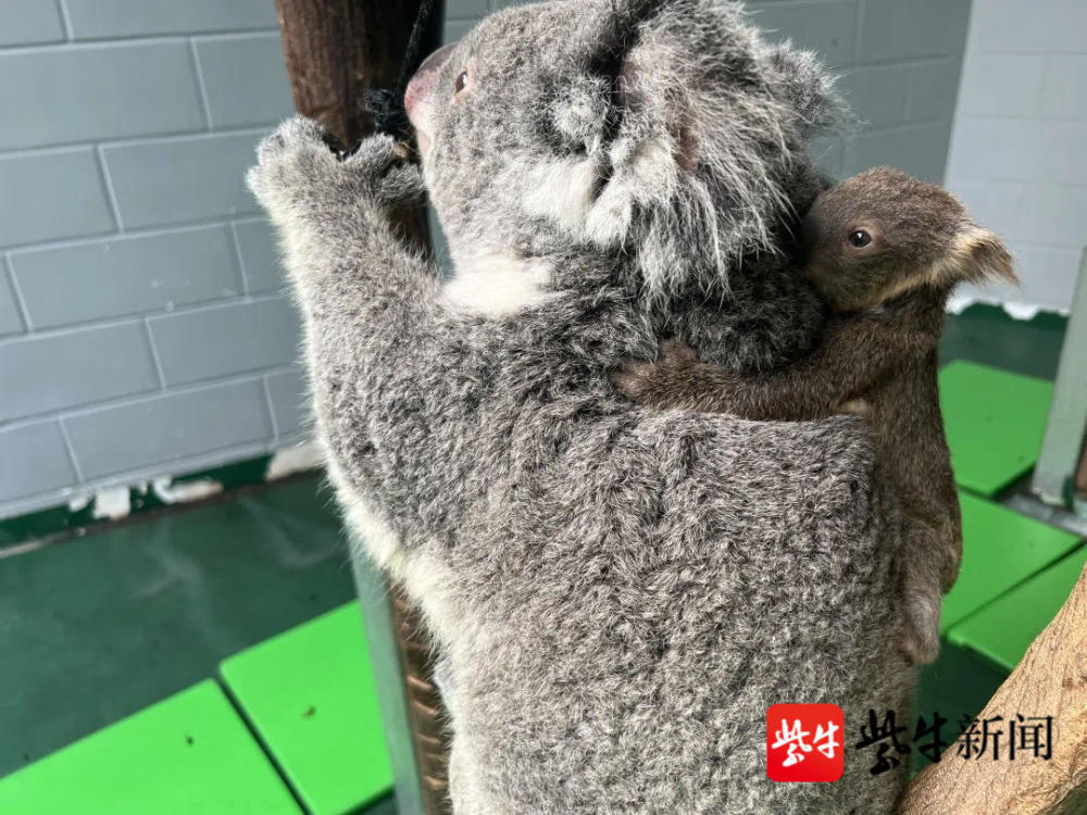 南京红山动物园考拉四宝出袋活动啦_腾讯新闻