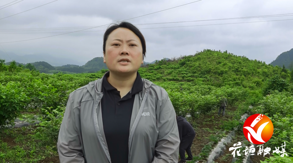 吴茱萸种植亩产量利润