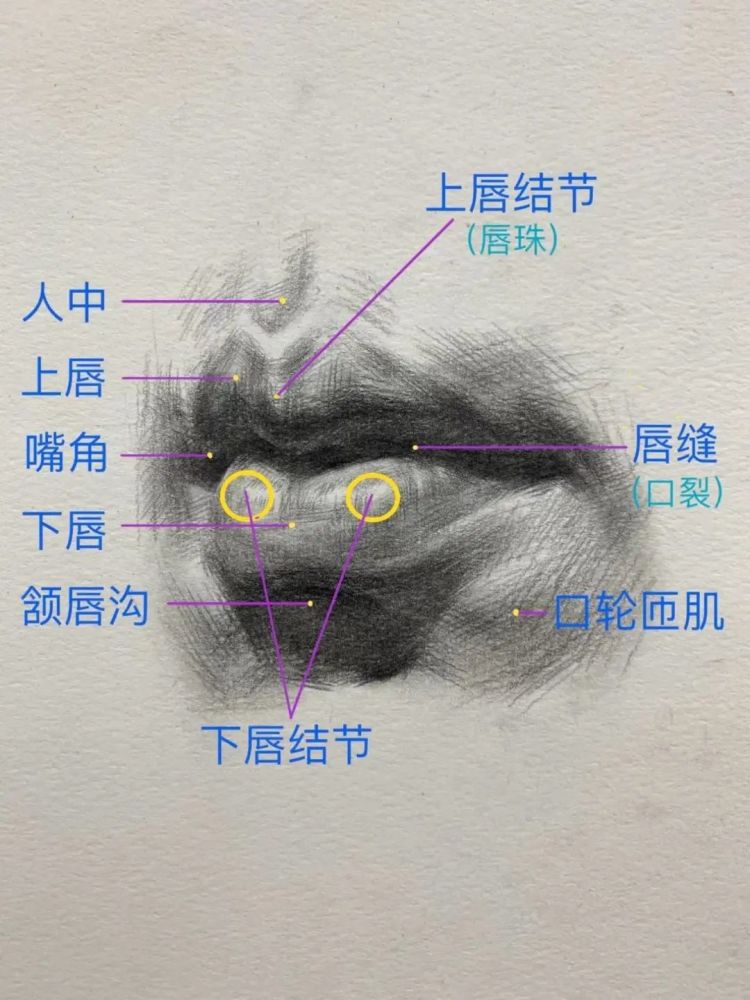 (下图)同学们你真的了解嘴唇吗?知道它的构造它的形体它的特别之处吗?