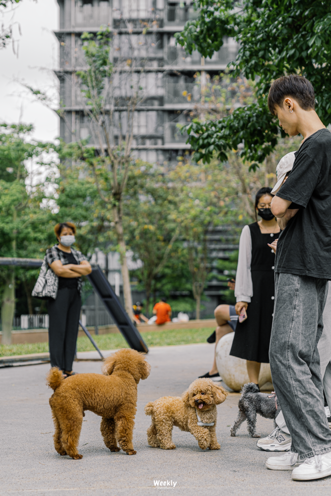 深圳"宠物友好公园",推荐这8个