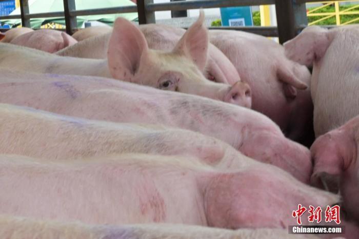 猪肉价格连涨9周，回归10元以上，专家：新一轮“猪周期”酝酿中