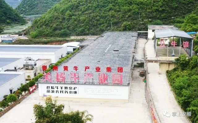 贵州黄牛产业集团图片