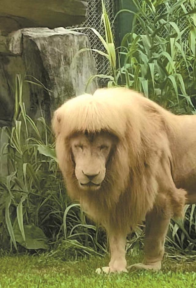 任性发型狮造型多变 广州动物园白狮阿杭爆红网络