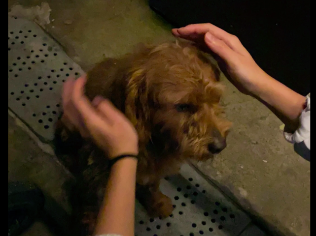 泰迪奔波数公里回家累瘫 却被清洁工大爷再次遗弃 忠心终被辜负 泰迪 狗狗 流浪猫