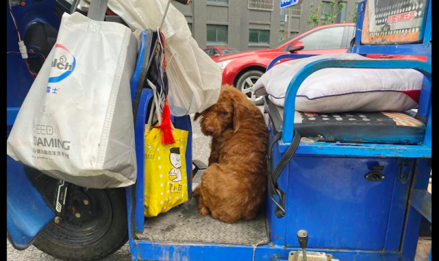 泰迪奔波数公里回家累瘫 却被清洁工大爷再次遗弃 忠心终被辜负 泰迪 狗狗 流浪猫