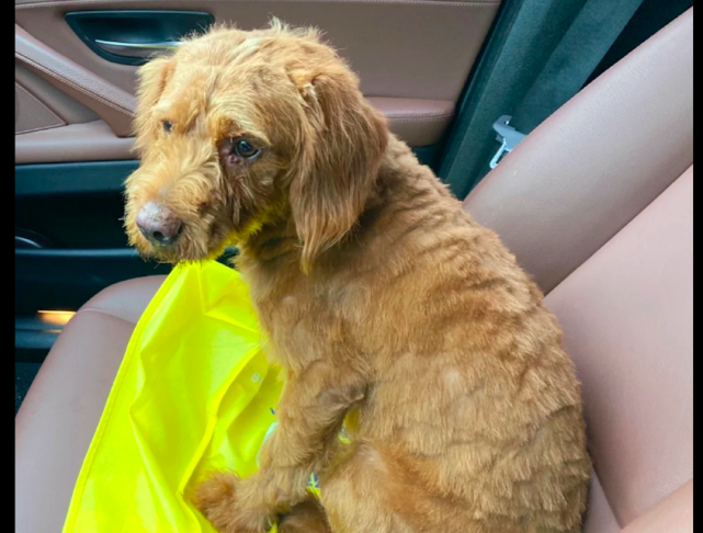 泰迪奔波数公里回家累瘫 却被清洁工大爷再次遗弃 忠心终被辜负 泰迪 狗狗 流浪猫