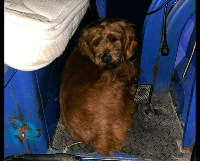 泰迪奔波数公里回家累瘫 却被清洁工大爷再次遗弃 忠心终被辜负 泰迪 狗狗 流浪猫