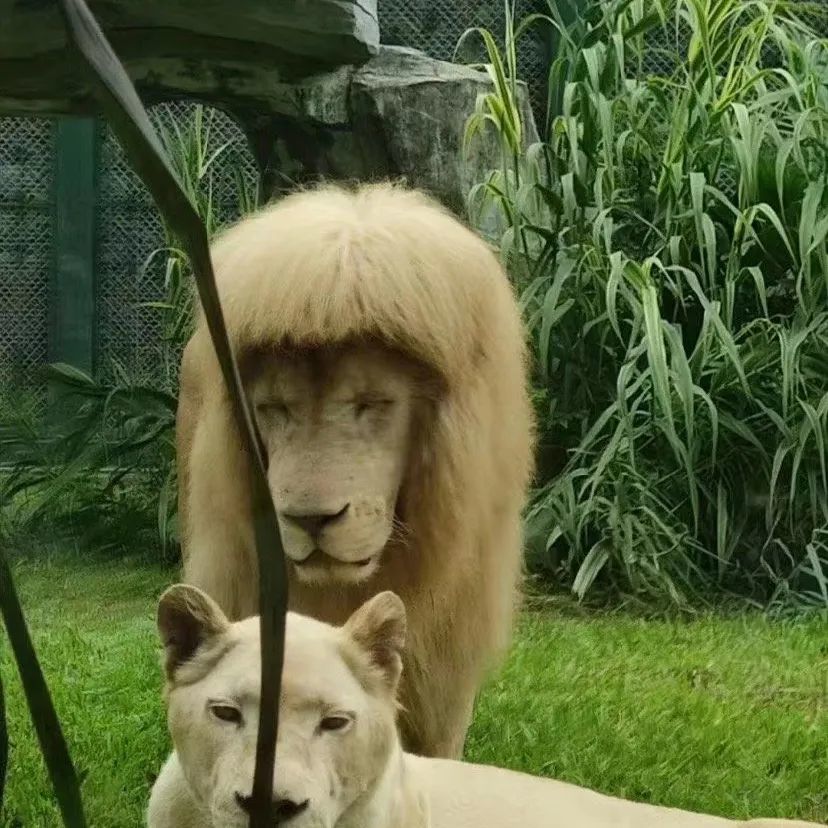 谁给金毛狮王剪了齐刘海?饲养员:我们不敢……插图1