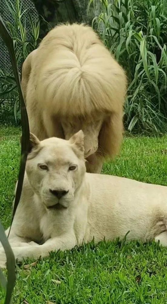 誰給金毛獅王剪了齊劉海?飼養員:我們不敢……插圖2