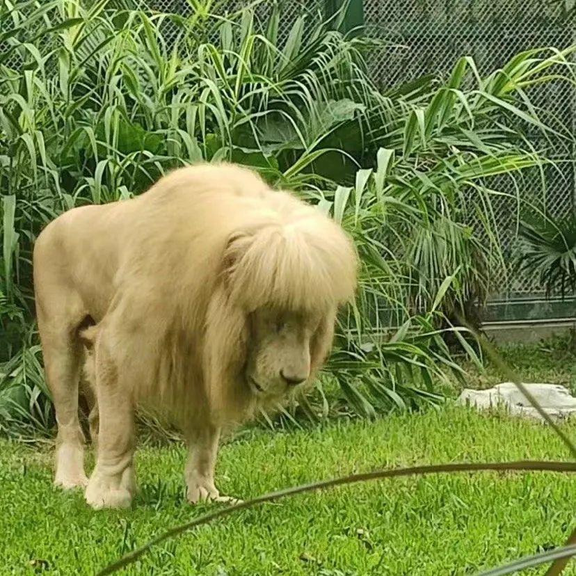 谁给金毛狮王剪了齐刘海?饲养员:我们不敢……插图3