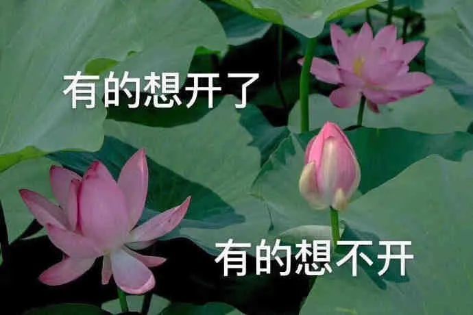 《花少》第四季终于定档，留给露营的时间不多了！