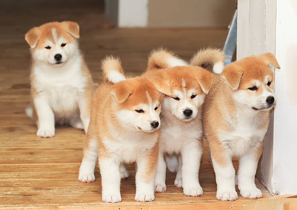 秋田犬和柴犬的区别 秋田犬与柴犬毛色上的区别 腾讯新闻
