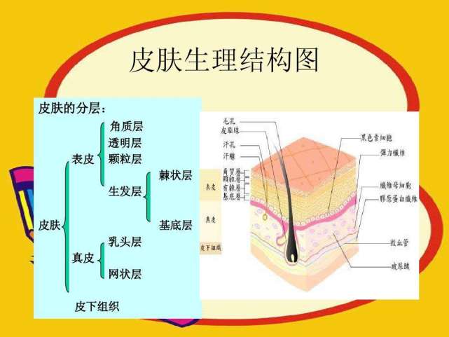 (6)真皮位於表皮下方,由淺至深可分為乳頭層和網狀層,真皮和表皮不一