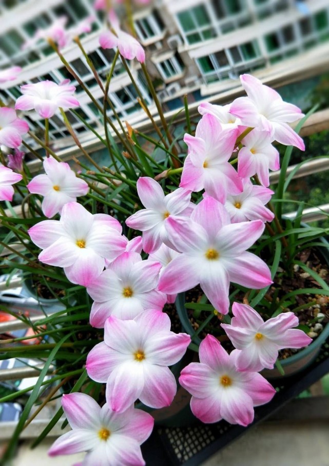 六月养花,就选"胖丽丽",耐热好养活,又美又可爱,开花也勤奋