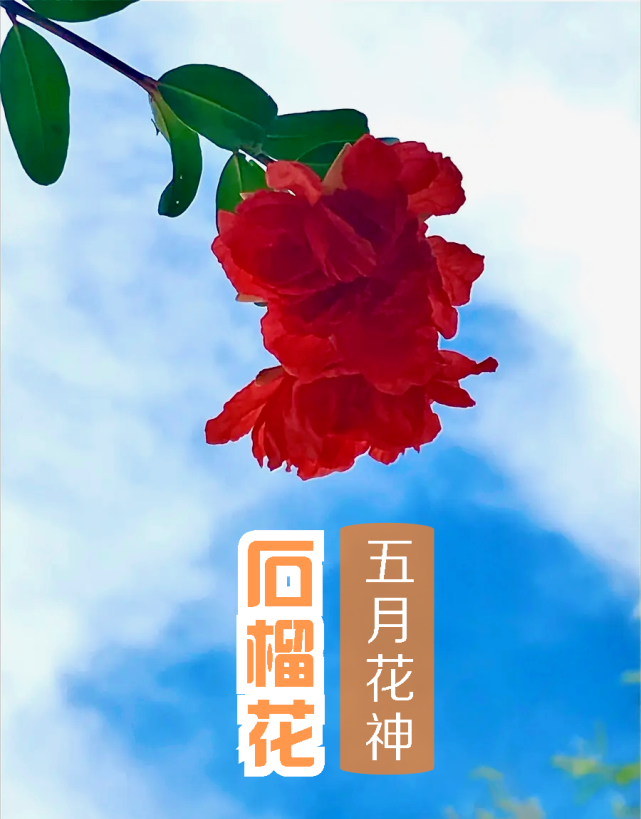 中国十二月花神五月石榴花灯燃碧树榴花红