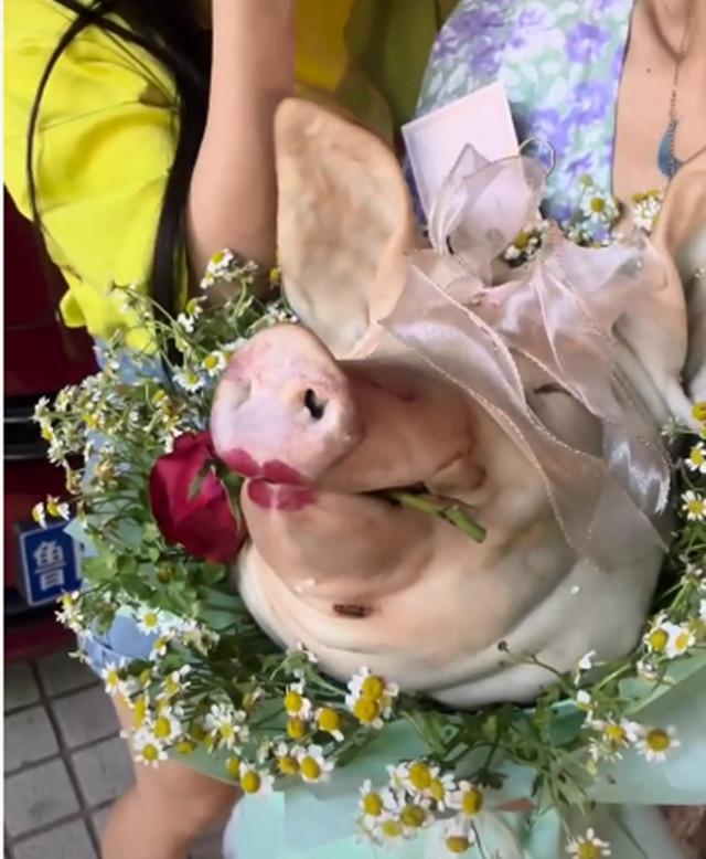 山东女子过生日想要惊喜男友送上猪头花闺蜜一旁大笑
