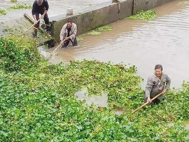 可是柬埔寨為何這麼瘋狂,別人當入侵物種,當生態殺手,他們卻把水葫蘆