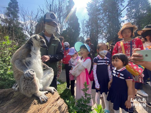 云南野生动物园邀小朋友与环尾狐猴共度六一