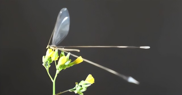 泸水首次拍到中华旌蛉珍贵影像