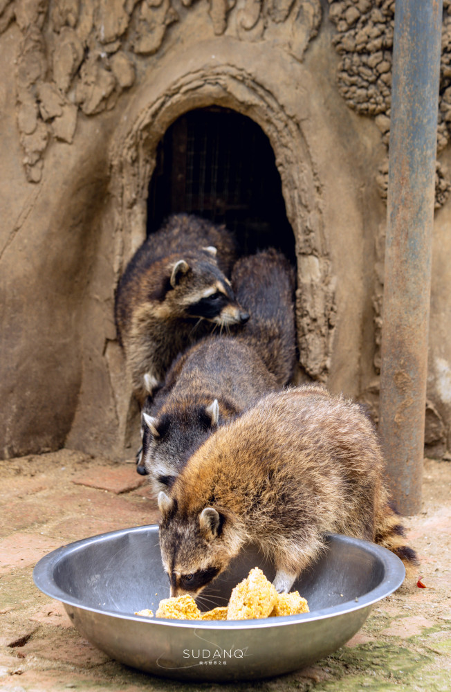 Cnn称它是世界上最可爱的动物之一 深受亲子游喜爱 实在太萌 腾讯新闻