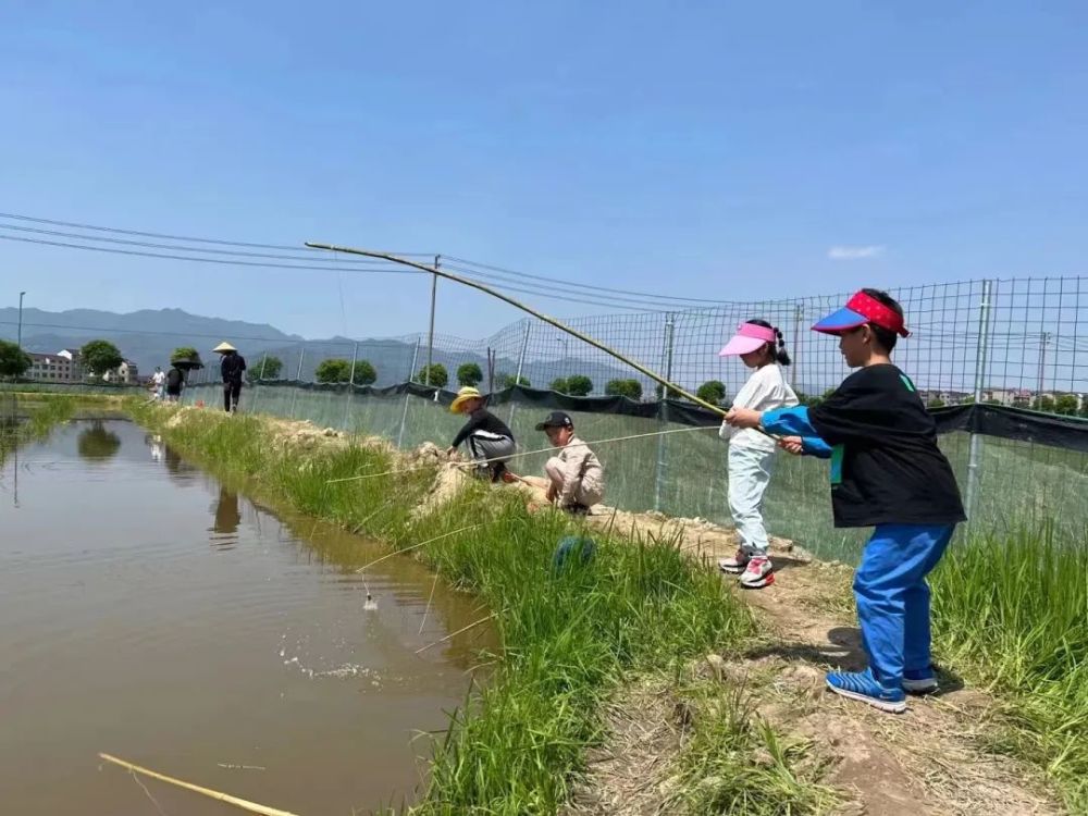 稻田里养小龙虾!东阳最大的稻渔共养基地在这儿_腾讯新闻