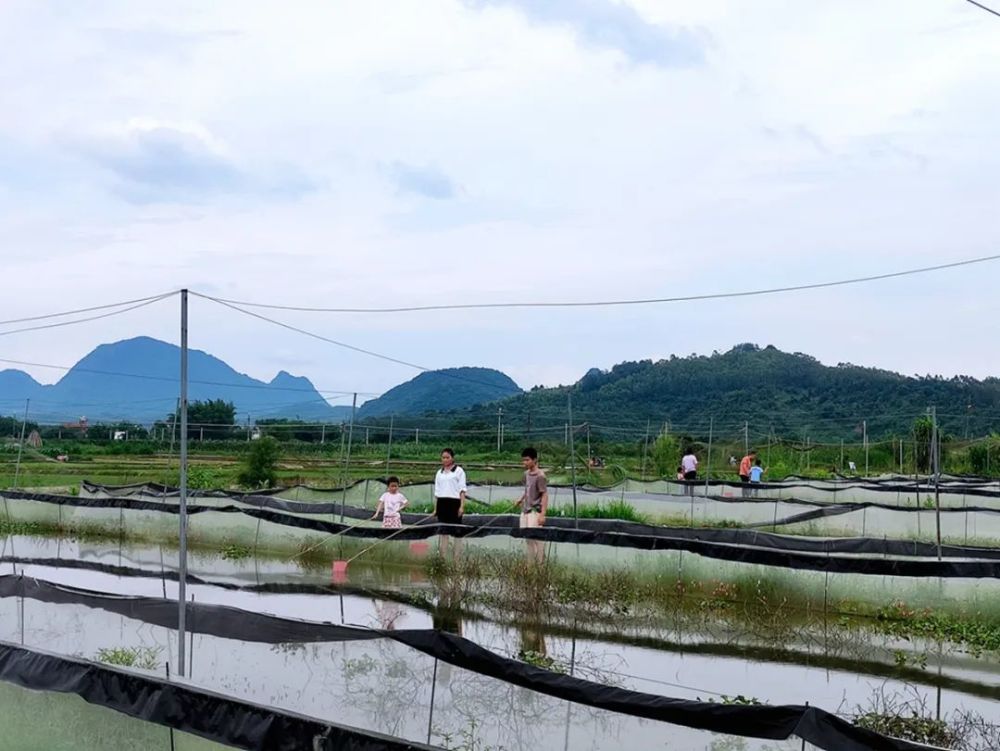 渝北小龙虾垂钓基地图片