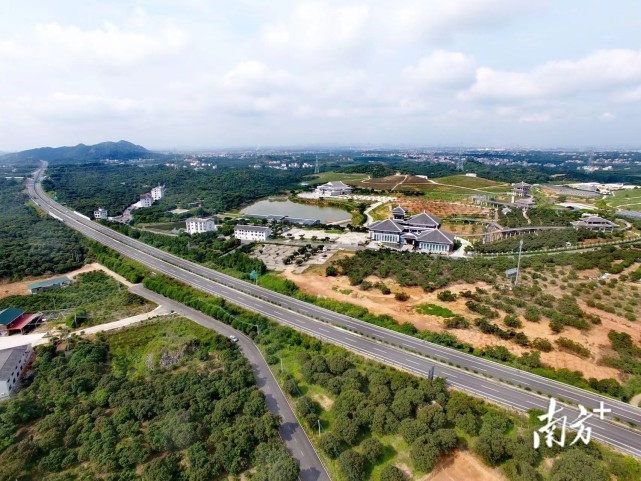 高州根子镇:打造更高水平的荔枝产业强镇