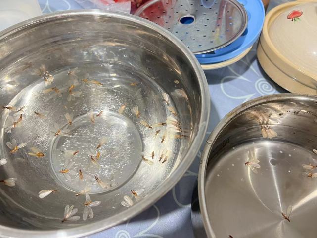 相关部门:预计6月会出现灭治高峰|疫情|白蚁|上海|张炳军|周敏荣