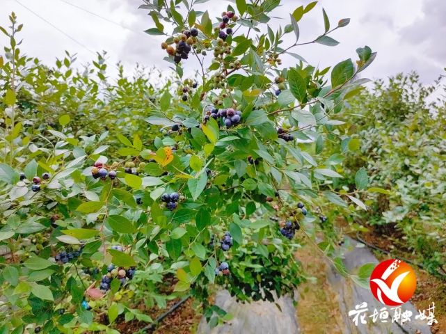 長樂鄉納吾車村:60畝藍莓成熟迎來採摘季|車村|花垣縣|藍莓基地|藍莓