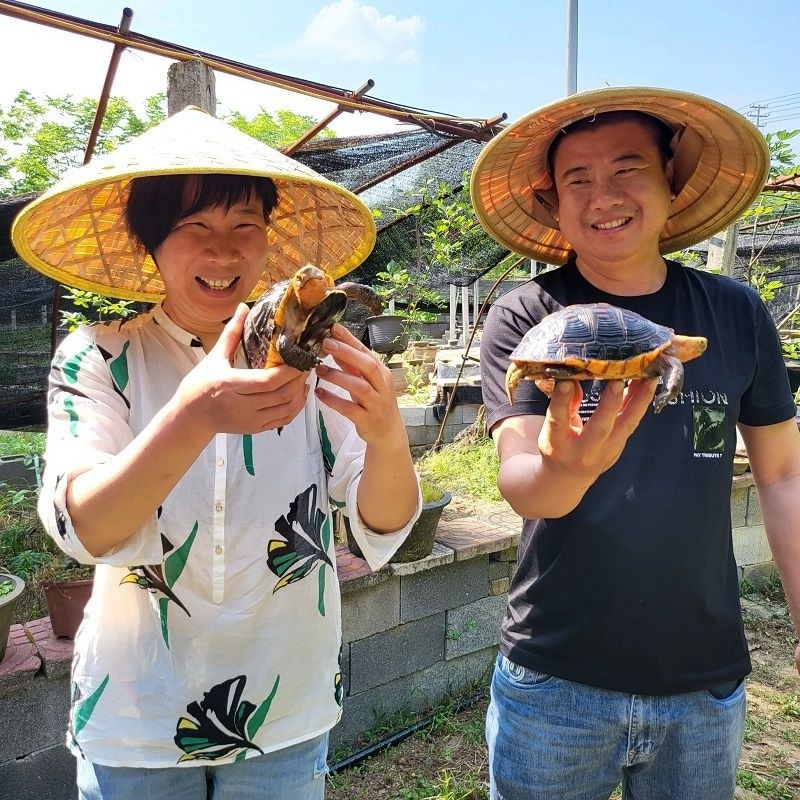 致富经乌龟养殖场的视频_致富经养龟_养乌龟致富