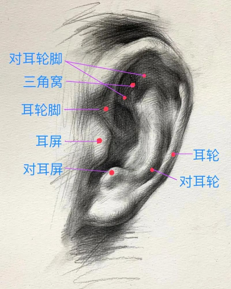 【基础教学】——耳朵画法插图4