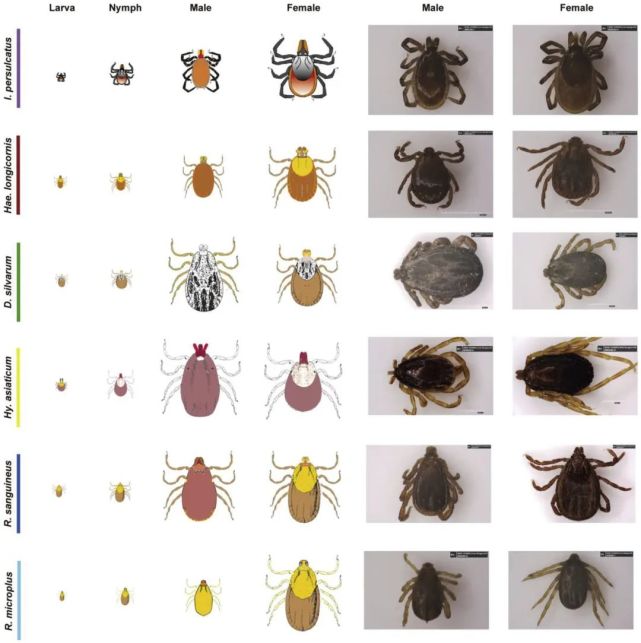 蜱虫,又叫壁虱,牛虱,狗豆子,草爬子,是常见的吸血寄生虫.