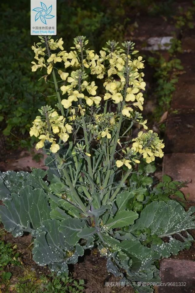 地中海沿岸种植的甘蓝(图源:中国植物图像库,ppbc)为了适应地中海沿岸