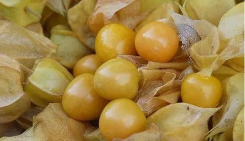 東北管這個玩意兒叫菇娘(讀作姑鳥),漿果類,酸酸甜甜的很好吃,別的