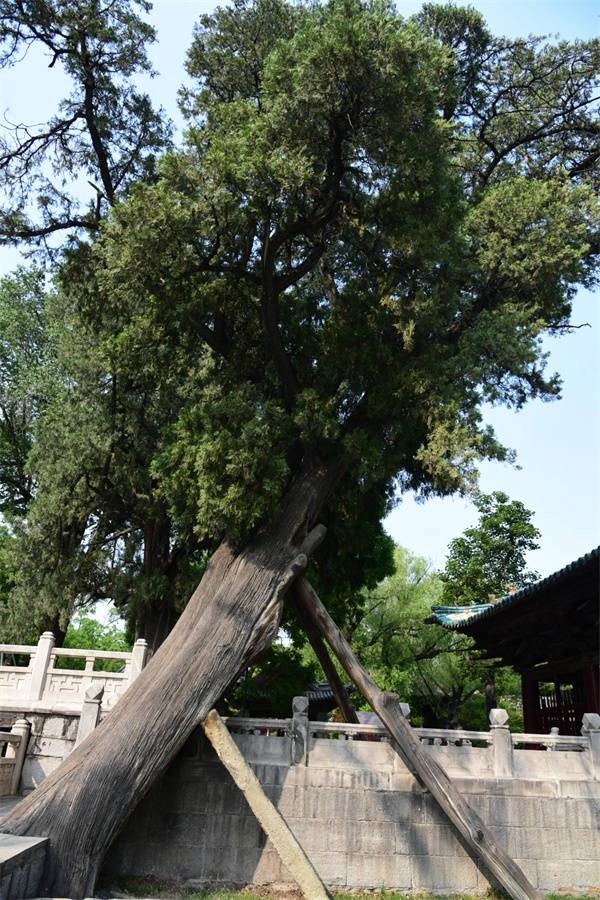 閒倚千年側柏 細閱晉祠古樹