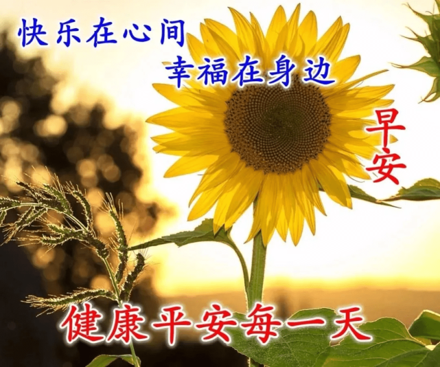 最美夏天清晨慰問朋友的早上好祝福2022不用打字創意好看的早上好問候